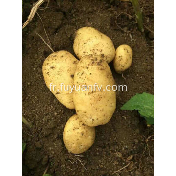 Prix ​​de gros de pommes de terre fraîches biologiques